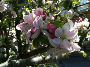 AppleBlossom