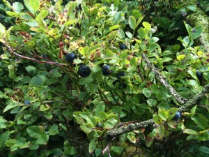 Bilberries