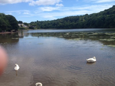 Joining the swans on the River Dart