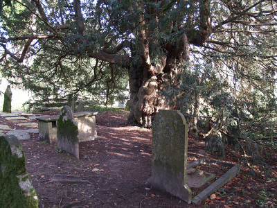 Dartington-Yew