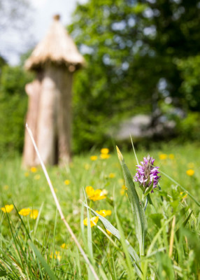 Meadow-Orchid