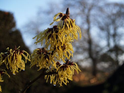 witchhazel